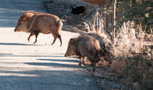 sedona-javelina