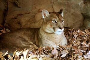 mountain lion lying in pile of fallen leaves